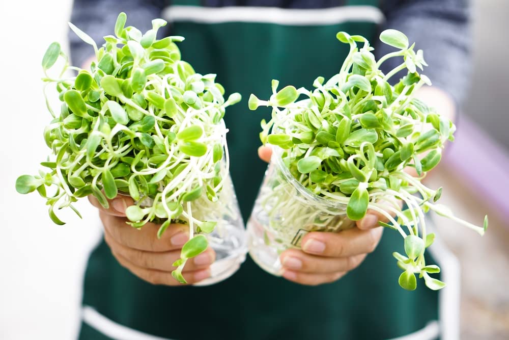 Sunflower Sprouts Seeds (200 Seeds) Grow Tasty and Delicious Sprouts in Just Water
