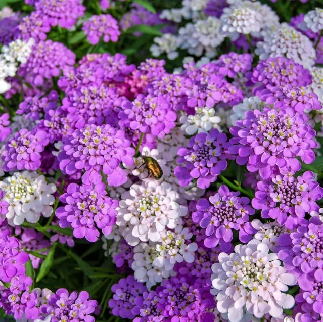 Candytuft Wildflower Seeds for Planting - Excellent Ground Cover Plant