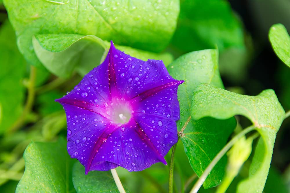 Purple Morning Glory Climbing Vine| 100 Seeds to Plant | Beautiful Flowering Vine "Grandpa Ott" Purple Morning Glory Seeds