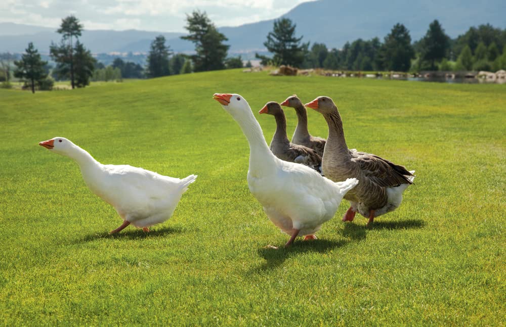 CZ Grain 2 Fertile Goose Eggs for Hatching - Barnyard Mix, Ships from Iowa, USA