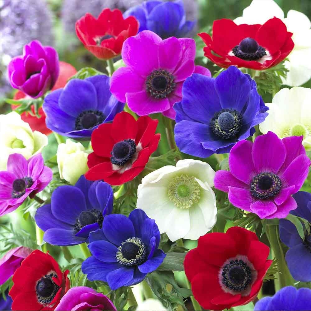 De Caen Anemone Windflowers 25 Bulbs - Very Hardy! 7/8 cm Bulbs