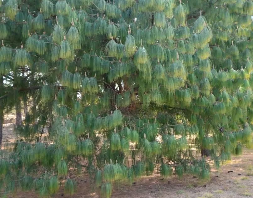 Mexican Weeping Pine Tree Seeds for Planting (30 Seeds) - Pinus patula