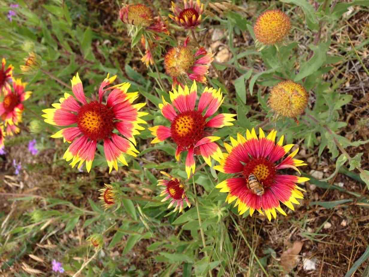 Blanket Flower Seeds - 50+ Seeds to Plant - Made in USA, Ships from Iowa. Very Good Butterfly Plant