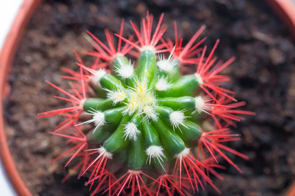50 Ferocactus Species Mix Seeds - Barrel Shaped Cacti - Ships from Iowa, USA - Grow Exotic Cacti Succulent
