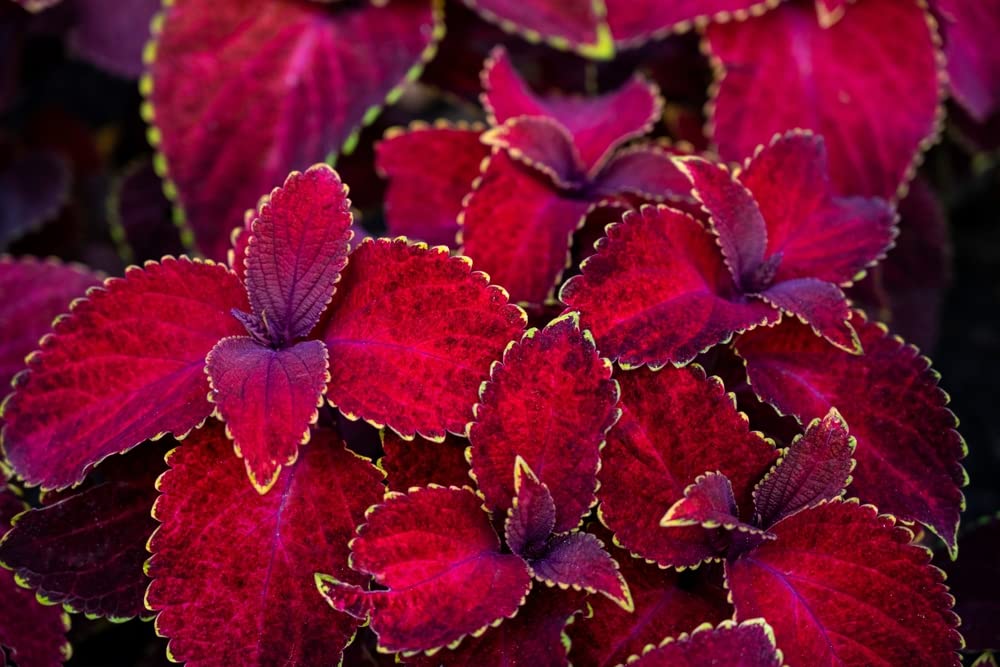 Coleus Red Velvet Seeds for Planting (50 Seeds) - Vibrant Blooms, Great for Shade or Indoors