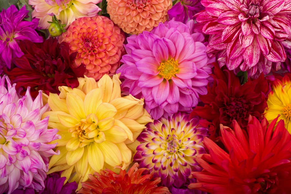 Dahlia Bulbs - Mix Pack, 6 Tubers - Beautiful Large Dahlia Tubers