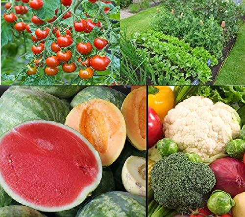 Fruit and Vegetable Garden Seed Kit | 50+ Seeds each Watermelon, Cantelope, Tomato, Broccoli, and Cauliflower | Fruit and Vegetable Seeds for Planting