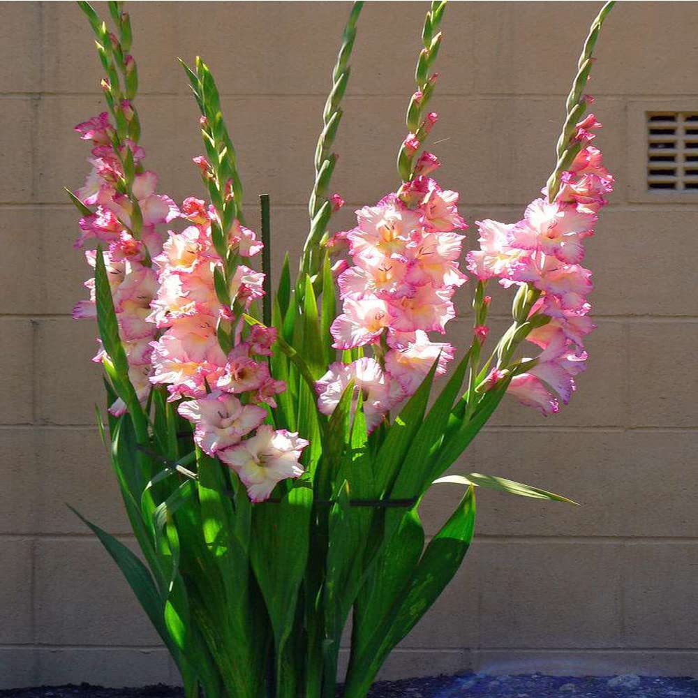 4pcs Gladiola Gladioli Bulbs Gladioli Mixed Bulbs Large Flowering Mixed Rainbow Colour Collection Colourful Summer Flowering Bulbs for Gardens .Diameter:1.4 in, Random Color.