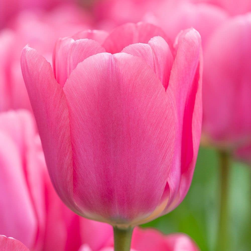 Pink Impression Tulip Bulbs for Planting - Grow Perennial Tulips