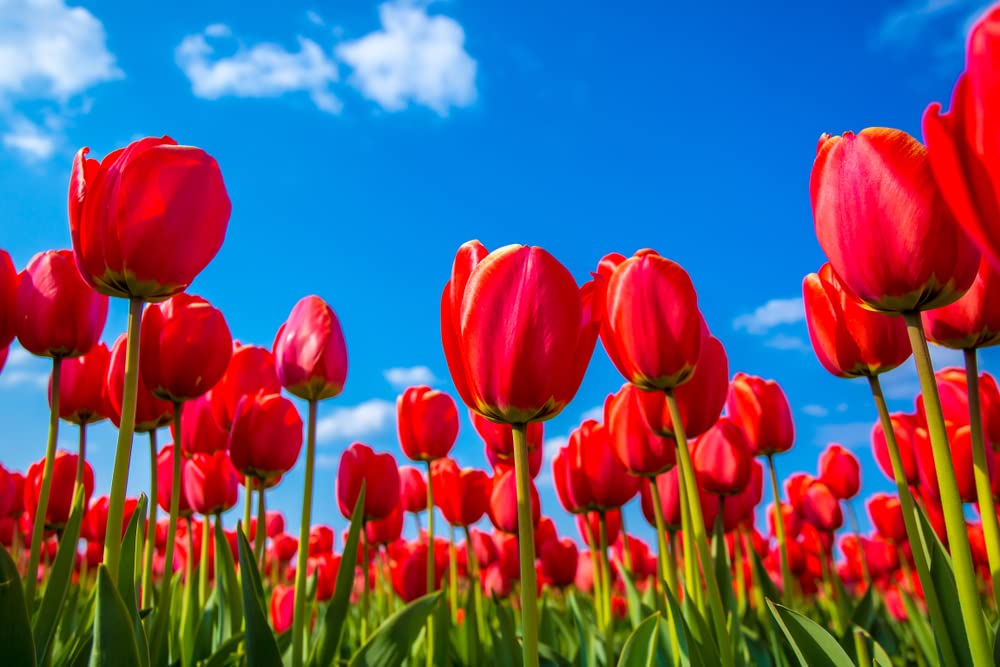 Best Red Tulip Bulbs for Planting - Easy to Grow - Made in USA, Ships from Iowa