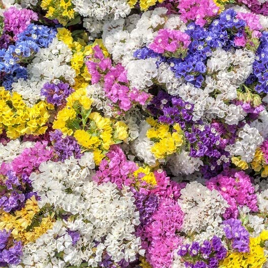 100 Statice Flower Seeds -Stunning Mixed Colors - Great for Cut Flowers