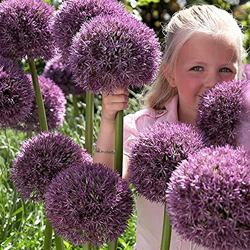 2 Giant Pinball Wizard Allium Bulbs for Planting - Exotic Perrennial Blooming Garden Onion. Ships from Iowa, USA
