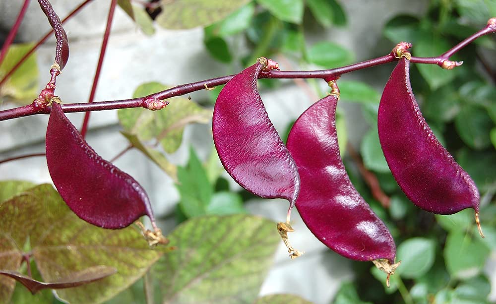 Purple Hyacinth Bean Seeds - 10 Seeds - Grow Red Leafed Beans - Dolichos Lablab
