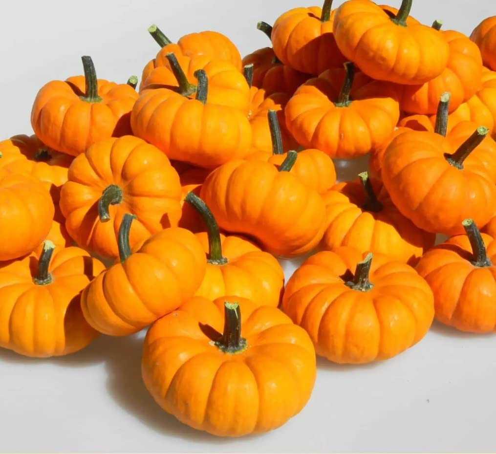 Jill be Little Pumpkin Seeds for Planting (10 Seeds)
