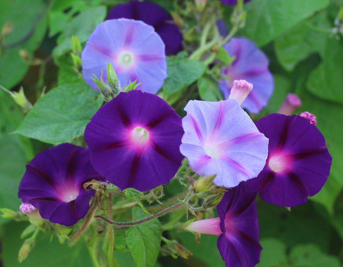 GreenCreator Perennial Flowers Mixed Morning Glory-100 Seeds Climbing Morning Blooming Vine