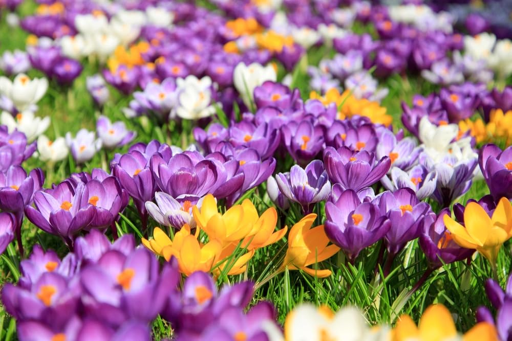 Mixed Crocus Bulbs for Planting - Ships from our Iowa Nursery