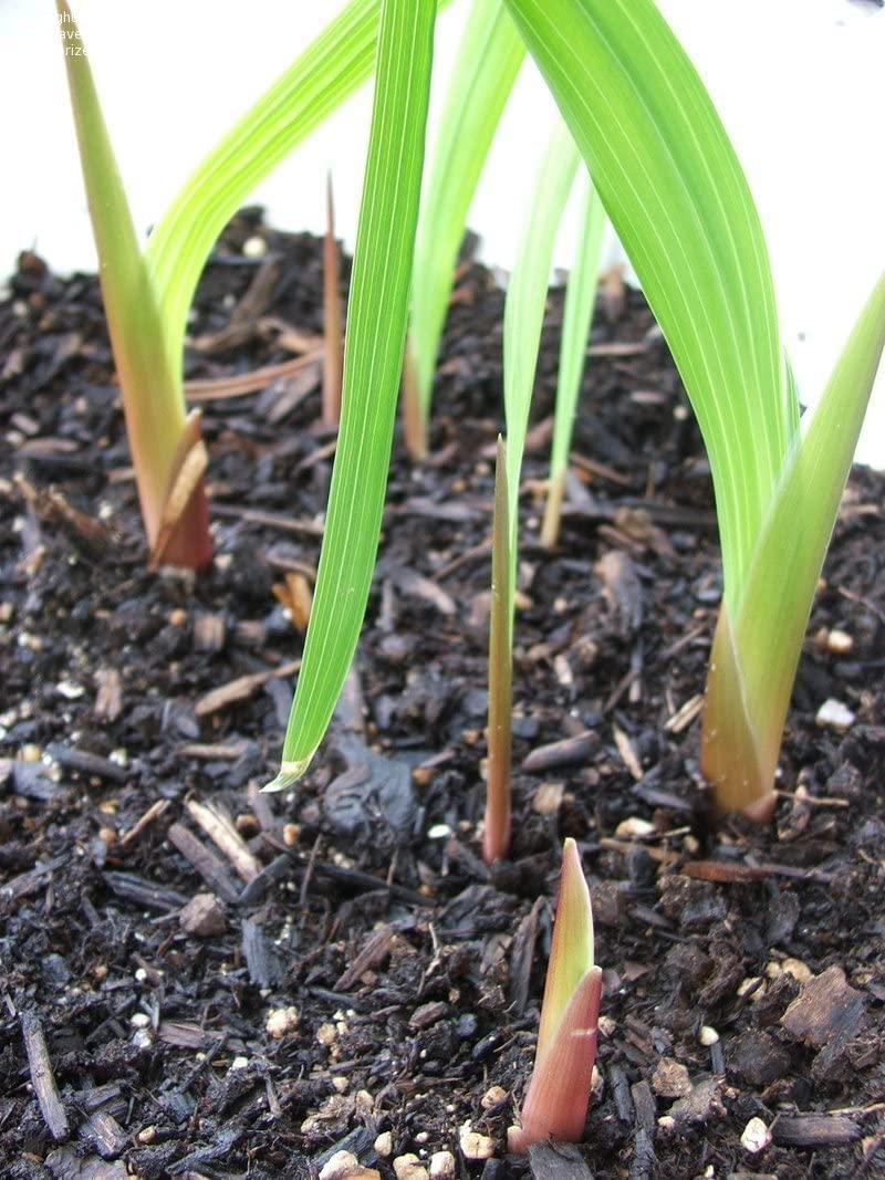 Peacock Orchid Bulbs - Gladiolus acidanthera