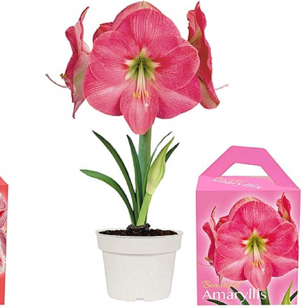 Amaryllis Grow Kit - Pre Potted Amaryllis Bulb in Gift Box - Ready to Grow