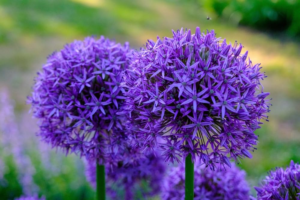 10 Purple Rain Allium Bulbs for Planting - Perennial Garden Flowers