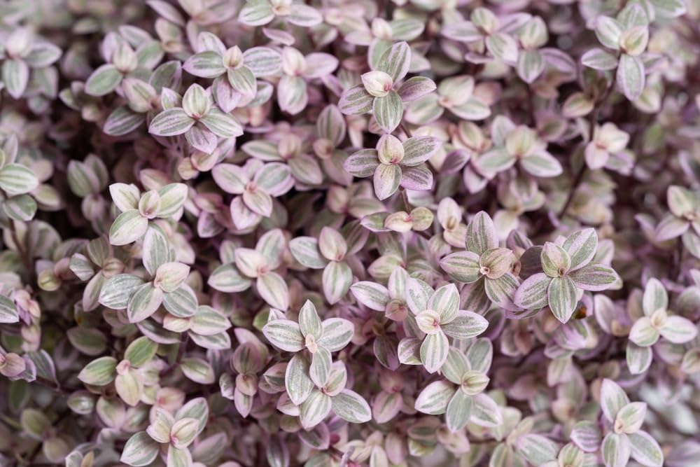 10 Pink Lady Succulent Plant Cuttings (Unrooted) - Callisia Repens - 4-6 Inches Long