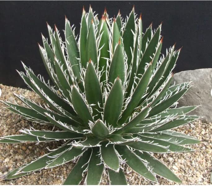 Thread Leaf Agave Seeds for Planting (10 Seeds) - Exotic Cactus - Agave filifera