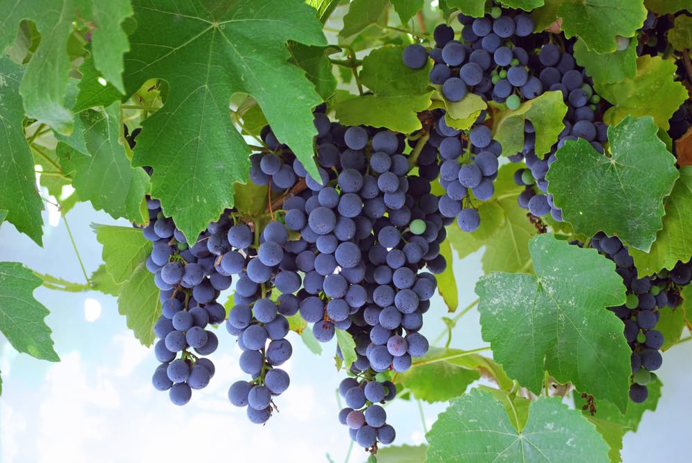 Concord Grape Vine Seedling for Planting (1 Seedling)