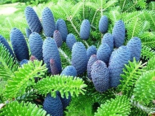 10 Korean Fir Tree Seeds - Abies Koreana Beautiful Blue Cones are Stunning!