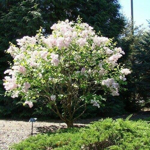 Korean Early Lilac Bush Seeds (Syringa Oblata) tyn3sw (20+ Seeds)