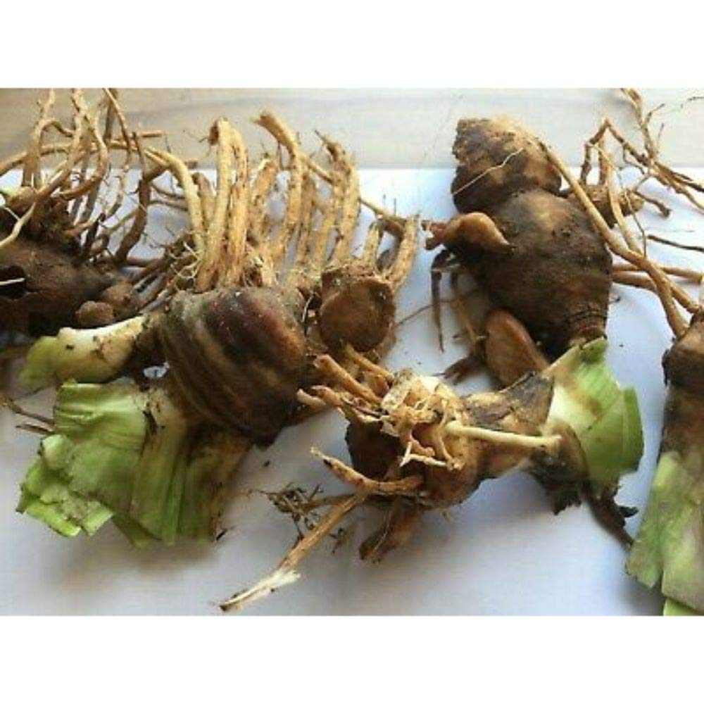 Bearded Iris Mixed Colors 5 Bulbs Plant 