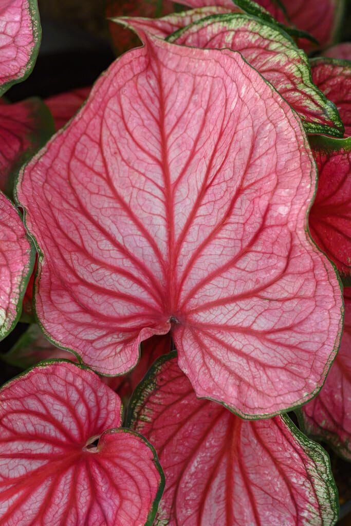 10 Pink Symphony Caladium Bulbs for Planting - Perennial Hosta, Elephant Ears, Fancy (10 Bulbs)