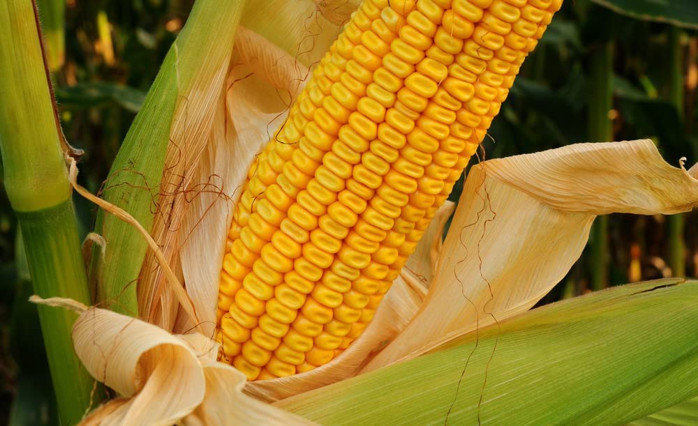 CZ Grain Food Plot Seeds for Planting - Grow Food for Deer, Turkey, Elk, Phesants, Quail and Other Wild Game