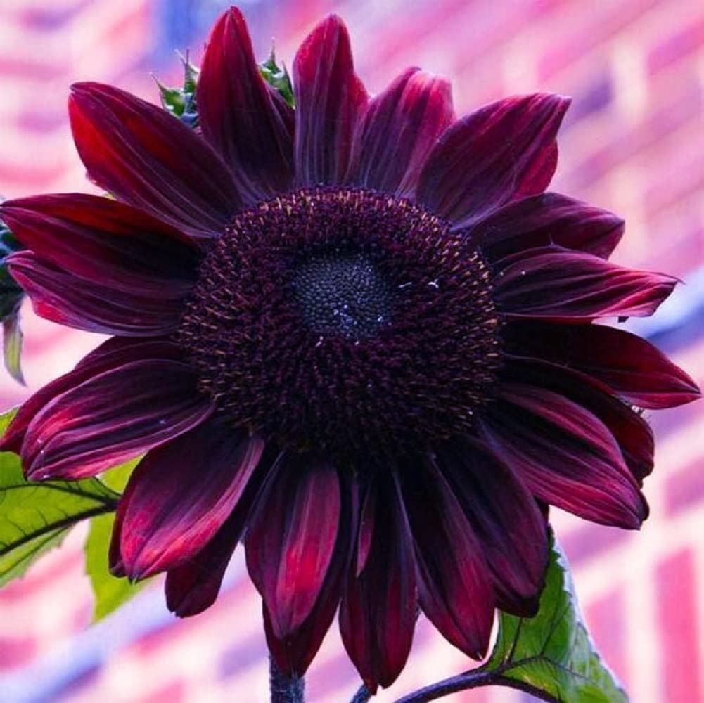 Bulk Sunflower Seeds for Planting | Heirloom & Non-GMO Sunflower Seeds | 1000+ Giant Mammoth Sunflower Seed Mix to Plant Outdoor Home Garden