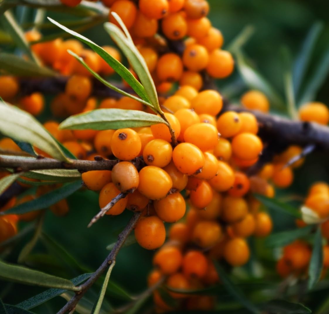 30 Seaberry Bush Seeds for Planting