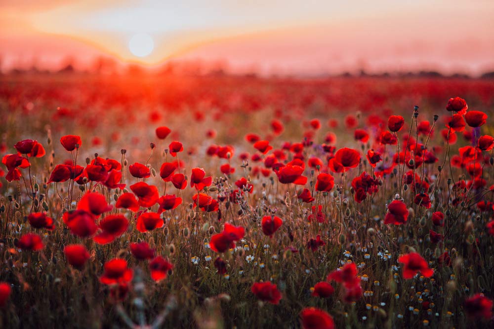 1000 Red Poppy Seeds for Planting - Grow Exotic Red Poppy