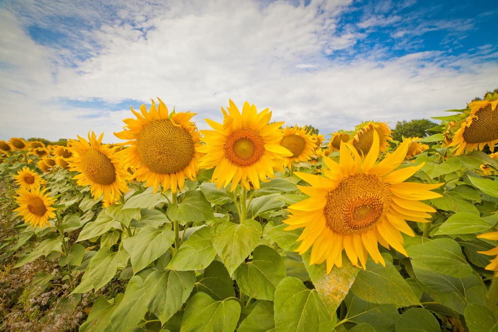 Sunflower Seeds for Planting Heirloom Non-GMO, Bulk Package of 15 Varieties Mix Seeds, Attracts Pollinators
