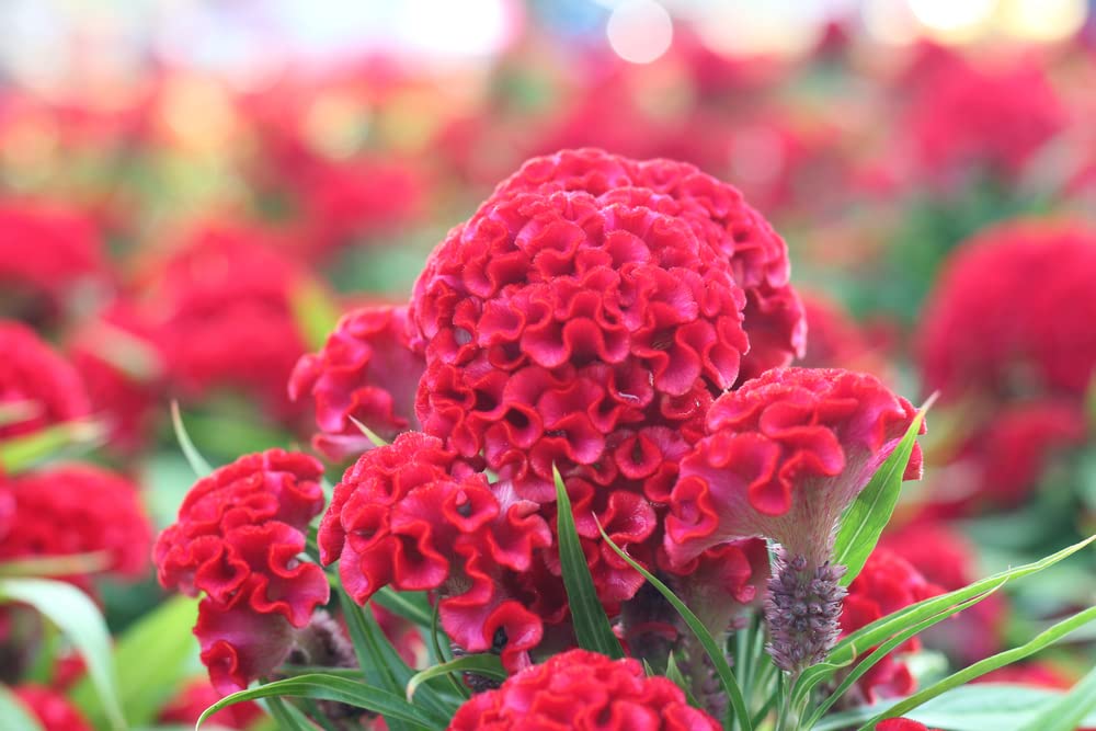 Cockscomb Seeds, Mixed Colors - Amazing Garden Flower - Made in USA - Celosia Seeds