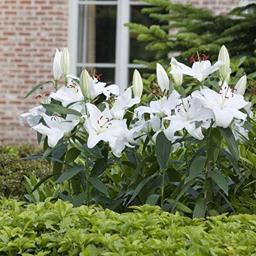 3 Oriental Lily Bulbs Casa Blanca,intensely Fragrant. Perennial