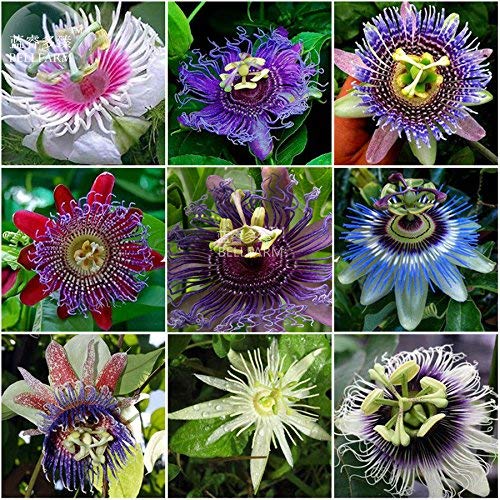 xgogod New Passiflora Passion Mixed Flowers Seeds, 30+ Seeds