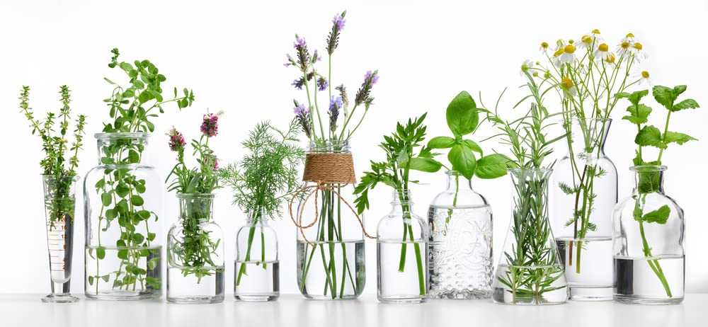 Essential Oils Garden Seed Kit - Grow Peppermint, Tea Tree, Lavender, Eucalyptus, Lemongrass, Orange