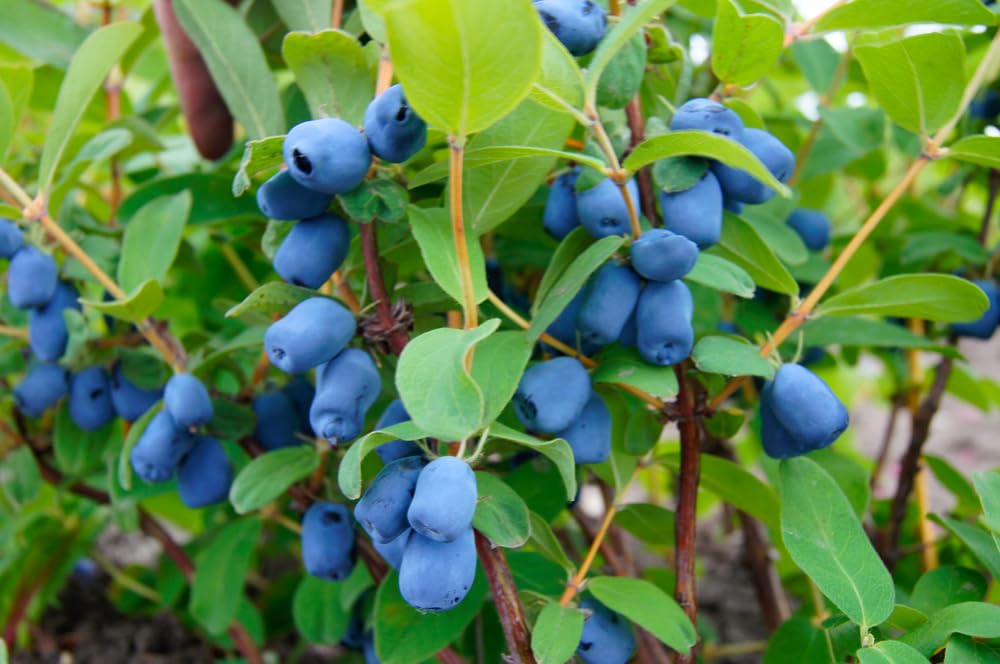 30 Sweet Honeysuckle Seeds for Planting - Lonicera caerulea