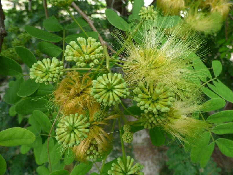 Mother-in-law's Tongue Tree Seeds for Planting (10 Seeds) - Albizia lebbeck