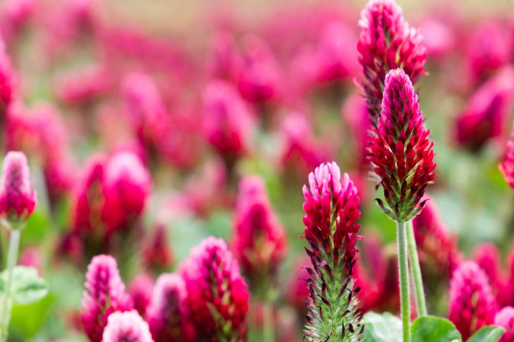 100+ Crimson Clover Seeds to Grow