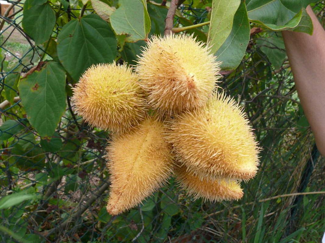 Lipstick Tree Seeds for Planting - 20 Seeds - Bixa orellana
