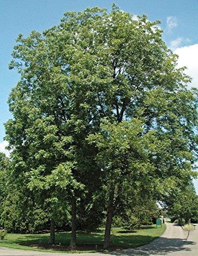 Northern Pecan Trees for Planting | Live Tree Seedlings | No Ship to California