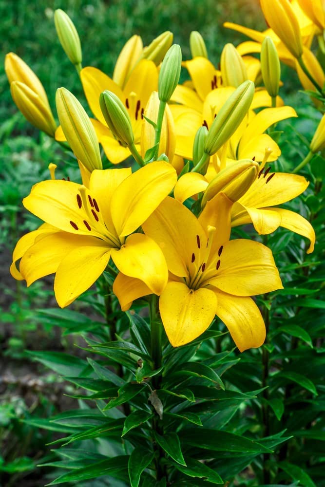 Yellow Power Asiatic Lily Bulbs for Planting - Stunning Yellow Blooms for Garden or Container Growing