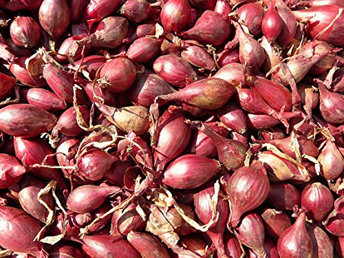 Holland Red Shallots Bulbs (Bag of 10) Plant Spring and Fall