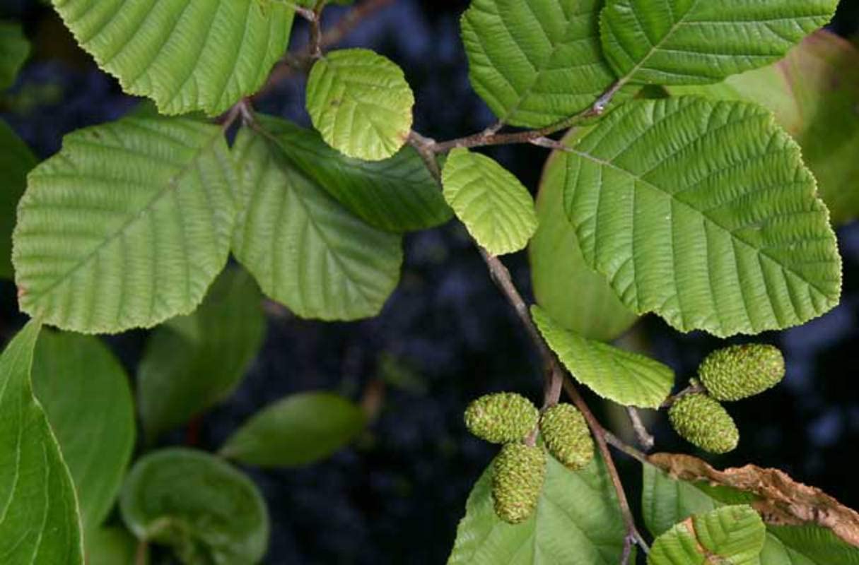 30 Hazel Alder Tree Seeds for Planting - Alnus incana rugosa