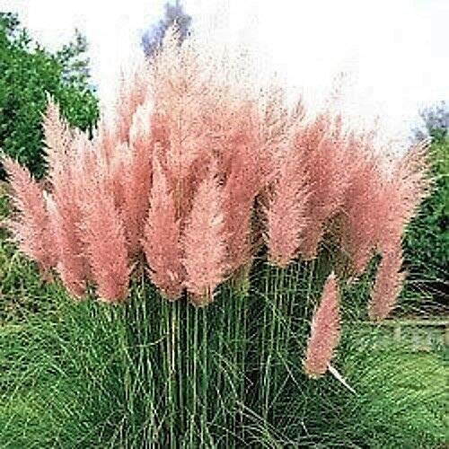 Ecowus Pink Pampas Grass Cortaderia Selloana Rosea Ornamental Flower - 200 Seeds