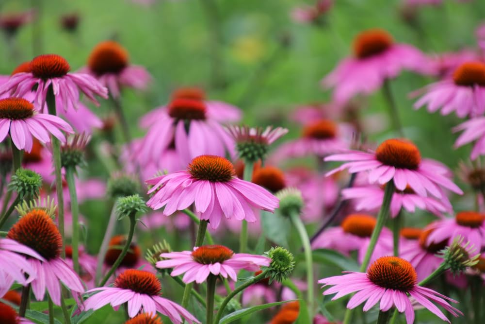 Purple Coneflower Plants for Growing, Not Seeds, Healthy Rootstock of Coneflower Wildflower