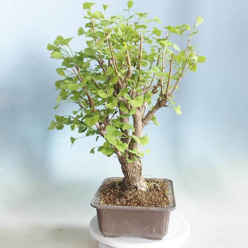 Poplar Tree Bonsai Cutting to Grow - Thick Bonsai Material